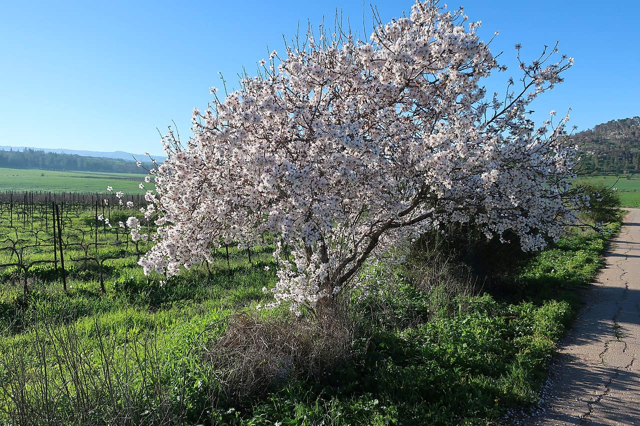  közönséges mandola